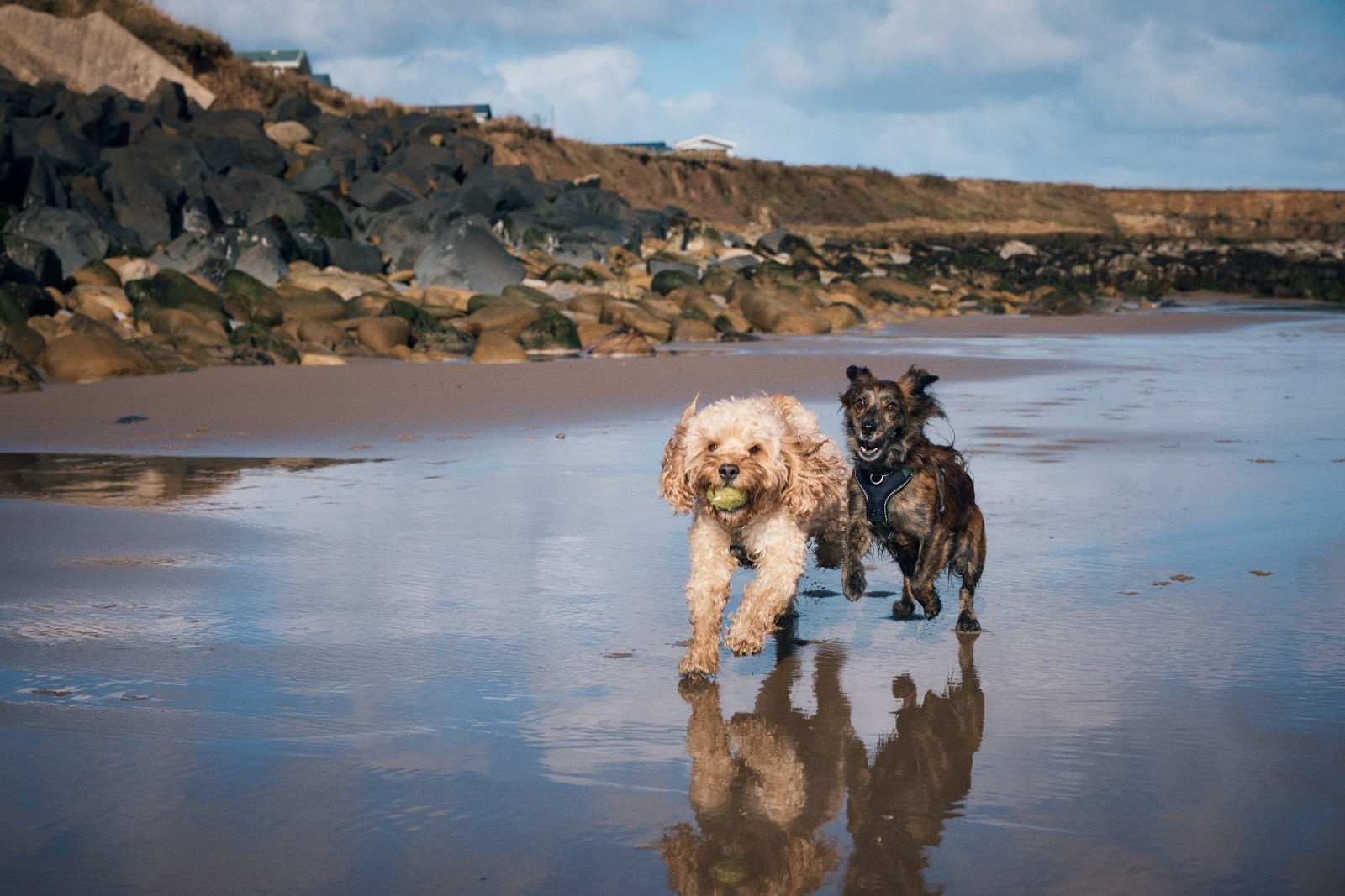 Three Yorkshire Towns Crowned Amongst the UK's Most Dog-Friendly Beaches