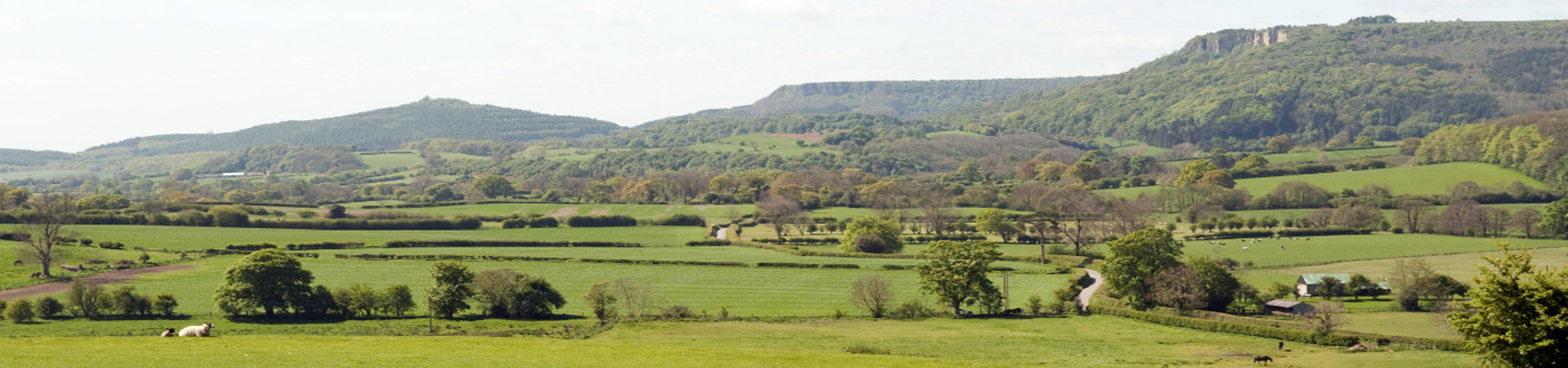 Mount St John Sporting